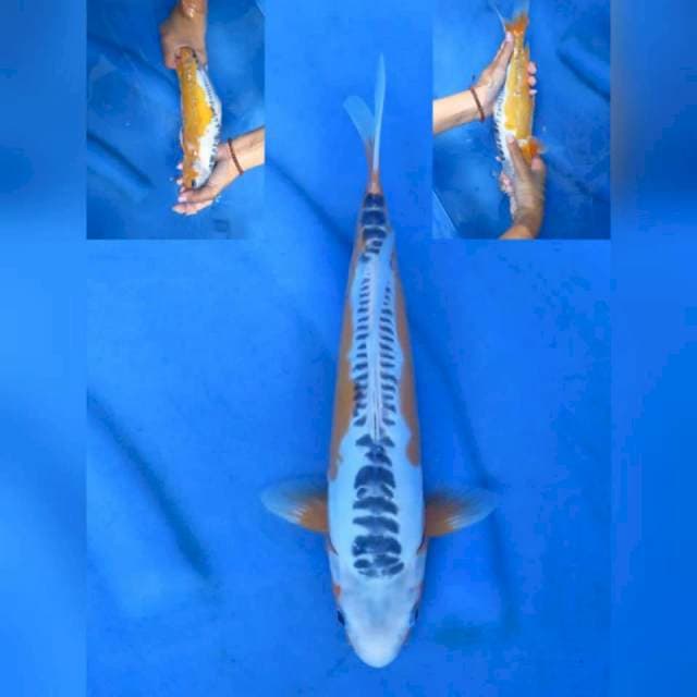 28cm - Shusui