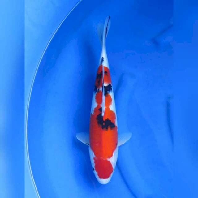 41cm - Taisho Sanke Jumbo