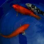 Mix koi