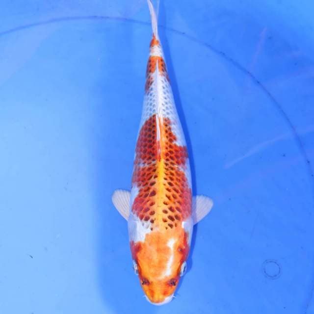 KUJAKU