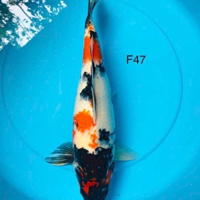 Showa 47cm