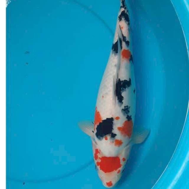 Sanke maruten 44cm