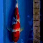 Showa, 38 cm
