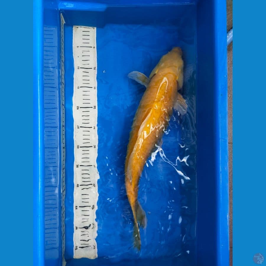 Karashi Lemon Red Eye, 55 cm 