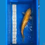 Karashi Lemon Red Eye, 55 cm 