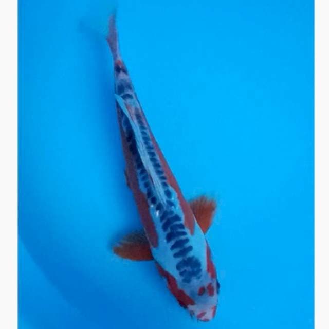 Shusui