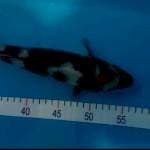 Showa 29 cm 
