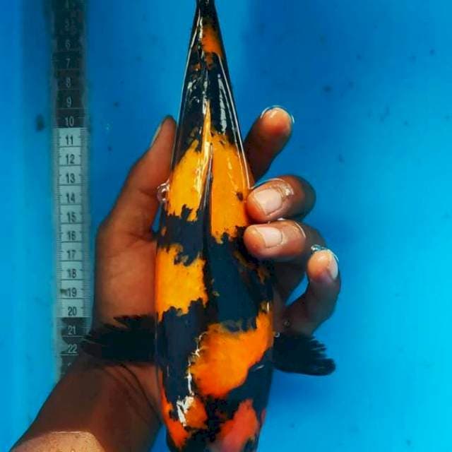 Hi utsuri 29cm