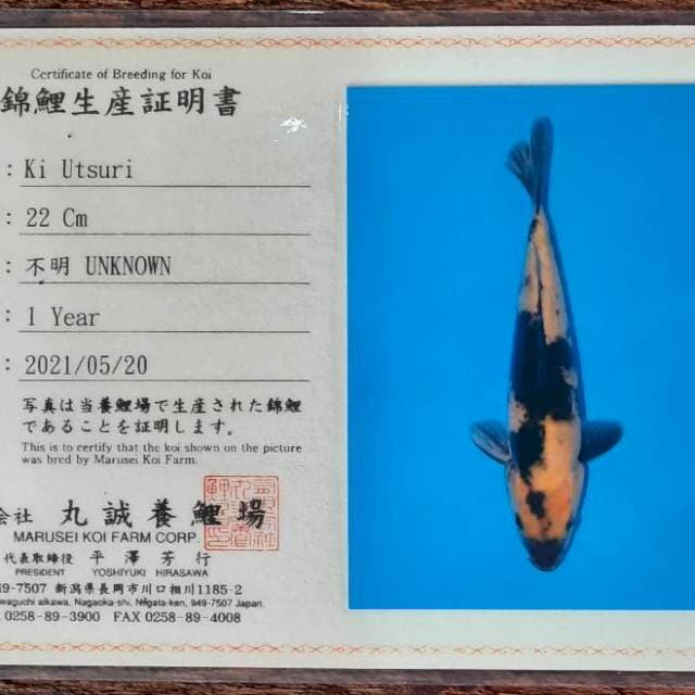 Ki Utsuri Marusei