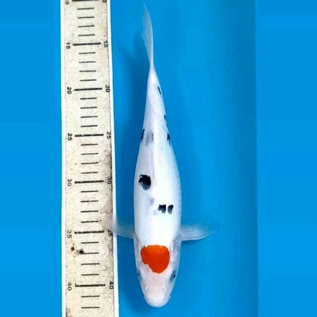 Tancho sanke, 28 cm