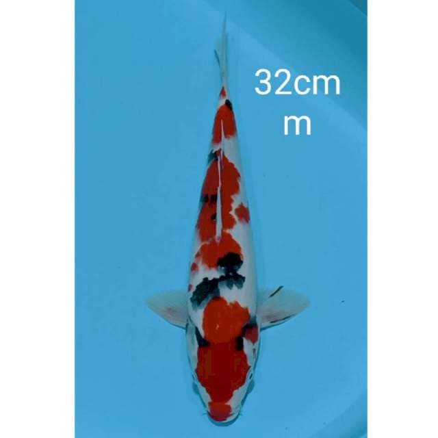 Sanke original 32cm