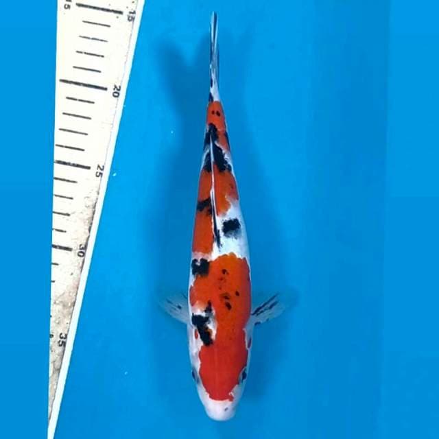 Sanke, 22 cm