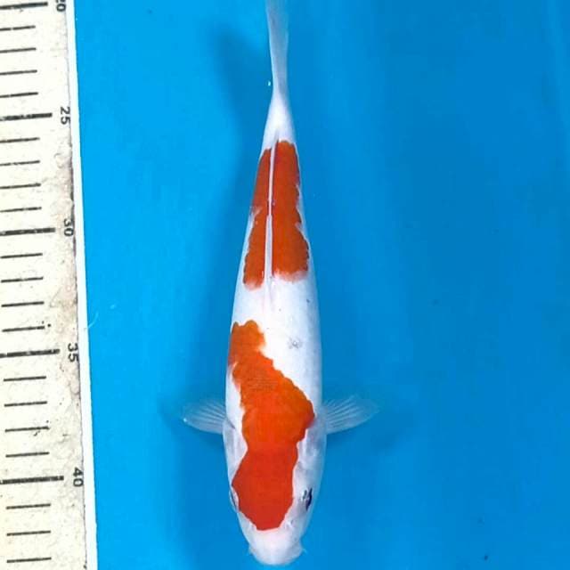 Kohaku, 22 cm