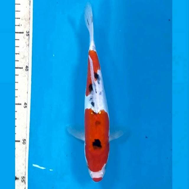 Sanke "doit", 22 cm