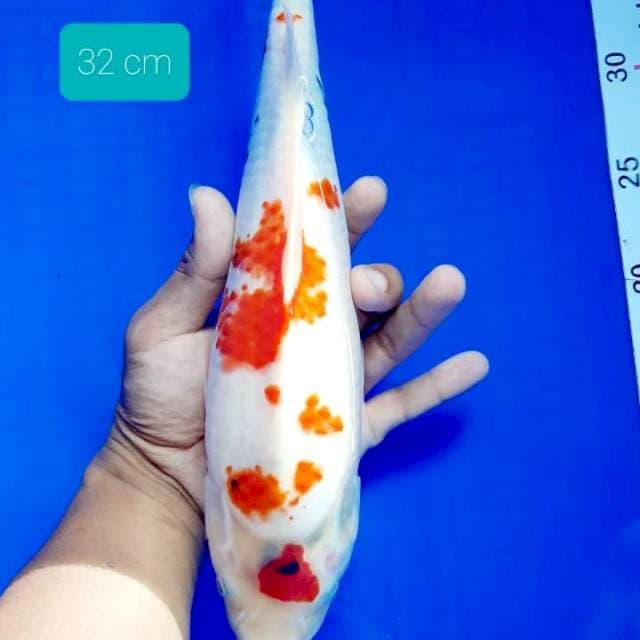 Showa munuk 32 cm