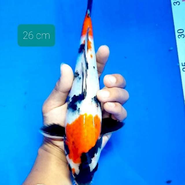 Showa 26 cm