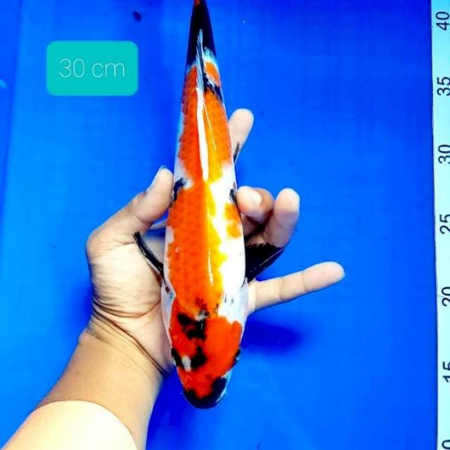 Showa 30 cm