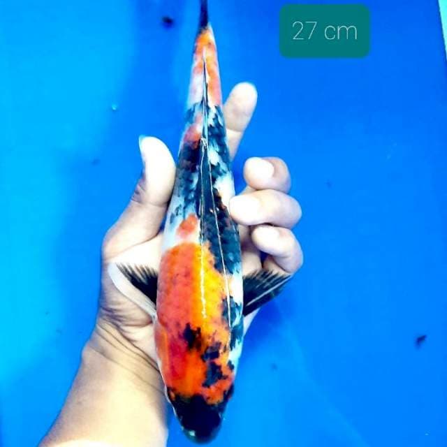 Showa 27 cm