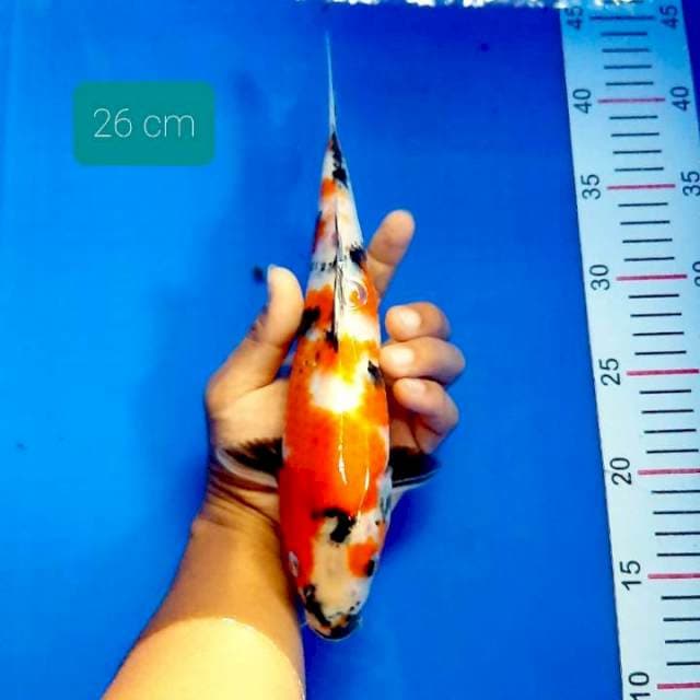 Showa 26 cm