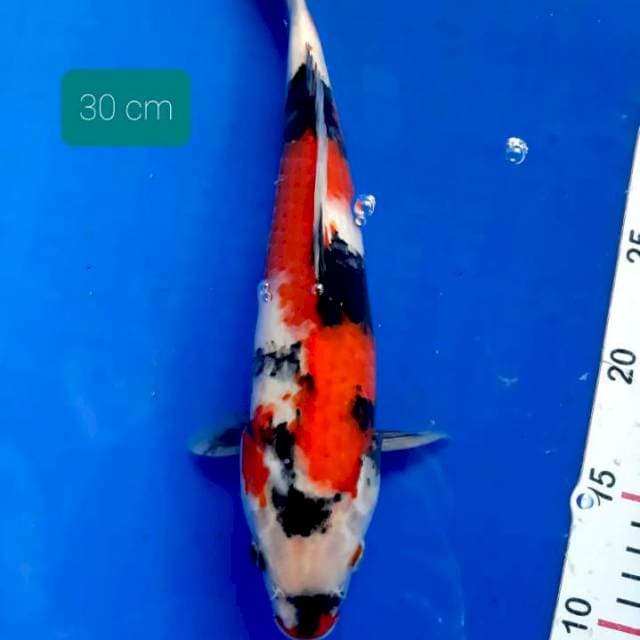 Showa 30 cm