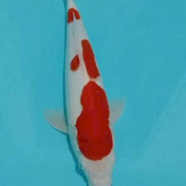 Kohaku