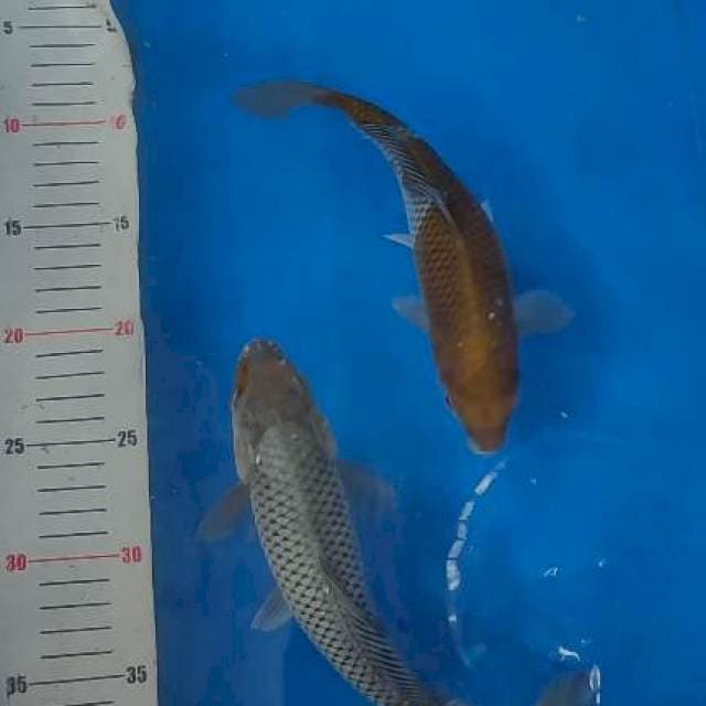 Ochiba 22-24cm