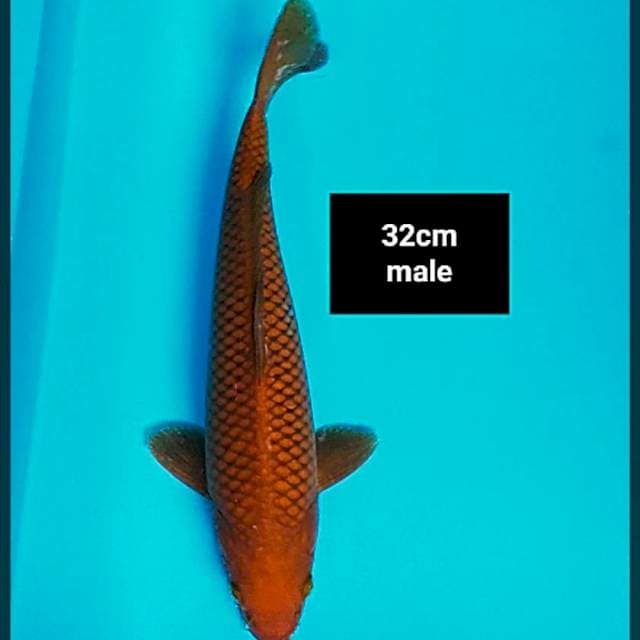 Tembaga ring salak 32cm male