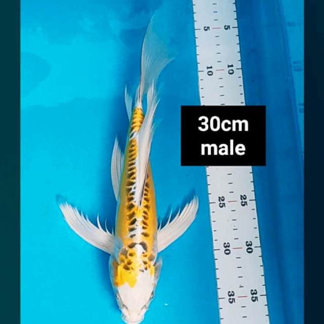 Kumpay yellow kiko 30cm male