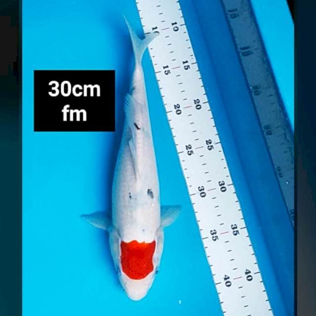 Tancho sanke 30cm