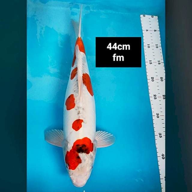 Super beni kiko 44cm