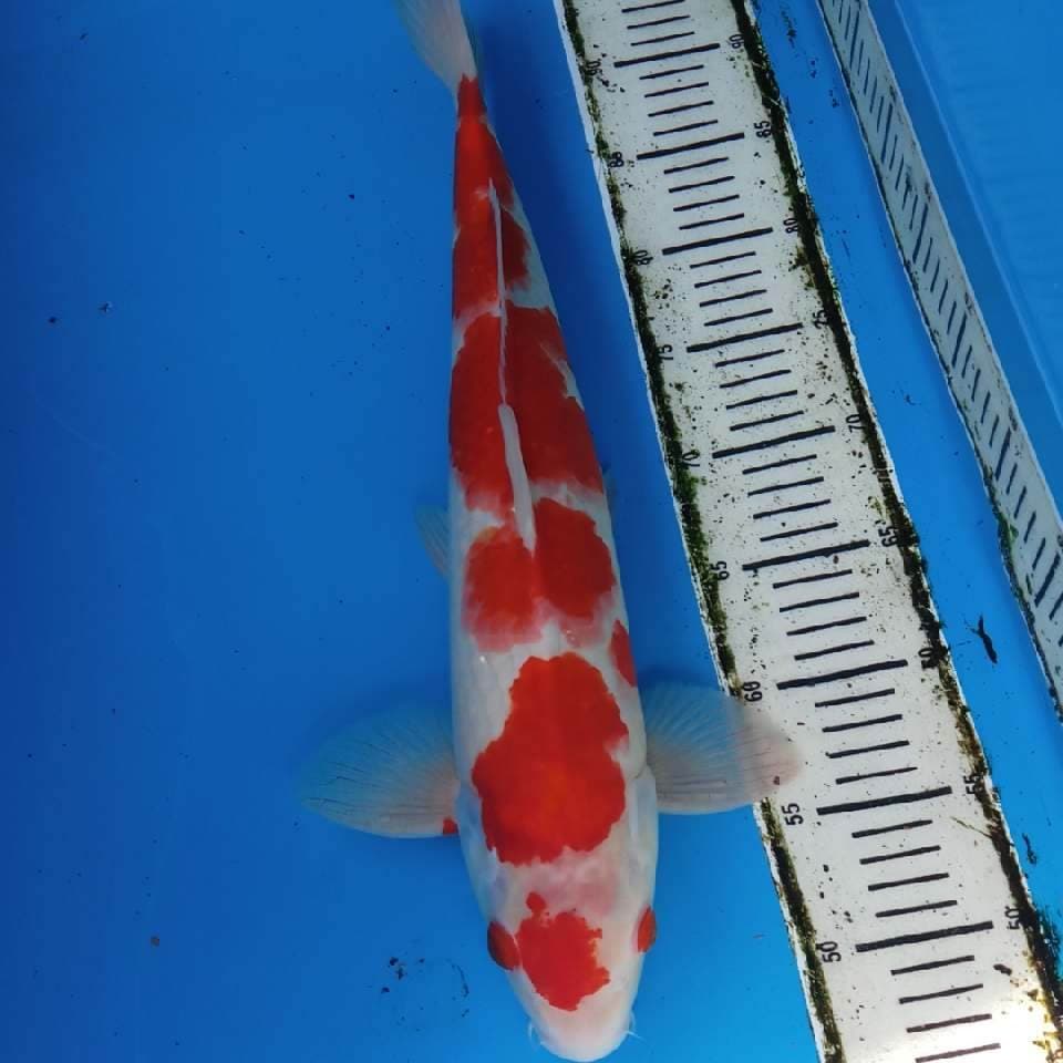 Kohaku
