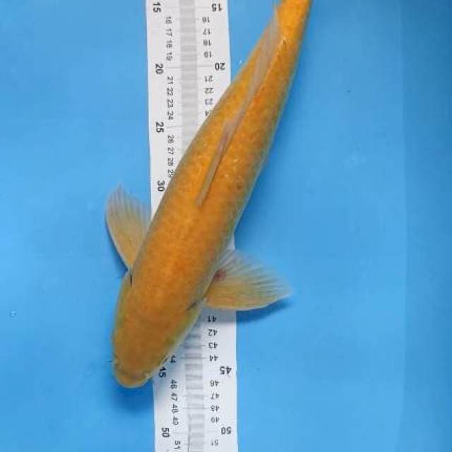 karashi melon 45cm jantan/lanang 