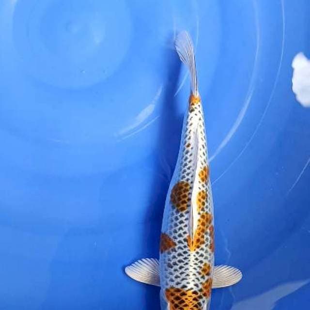 kujaku 34cm