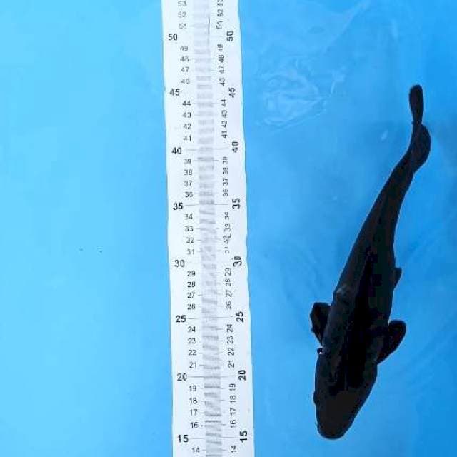 karasu 29cm jantan