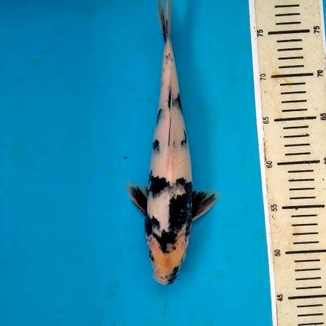 Shiro 33cm male