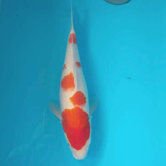 KOHAKU HQ 36cm