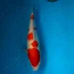KOHAKU HQ 36cm