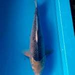 ASAGI JUMBO NISAI 58cm