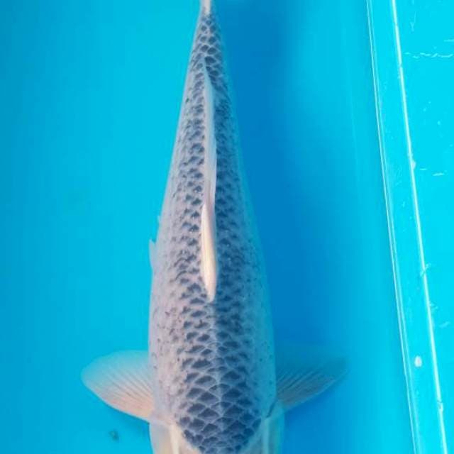 ASAGI JUMBO 58cm