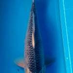 ASAGI JUMBO 58cm