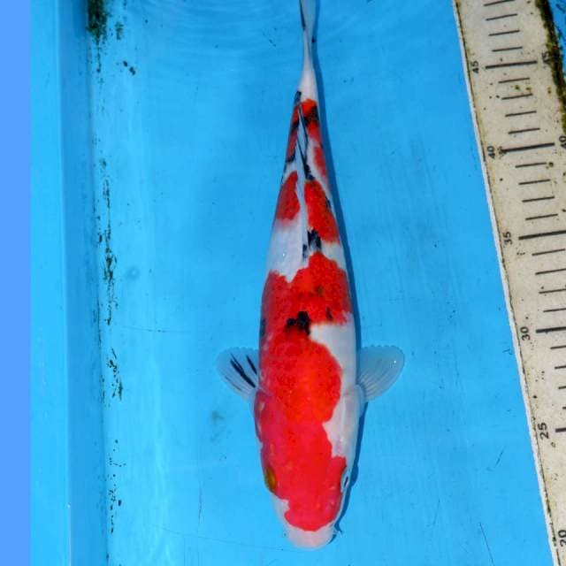 30cm SANKE SAN