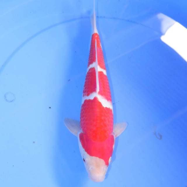 30cm SAN KOHAKU
