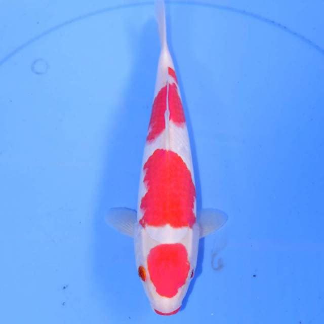 KOHAKU APIK