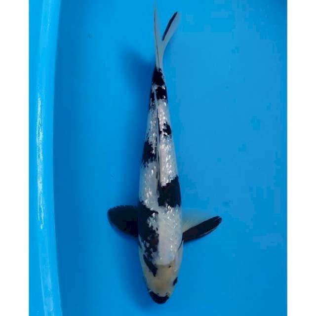 shiro ginrin 37 cm