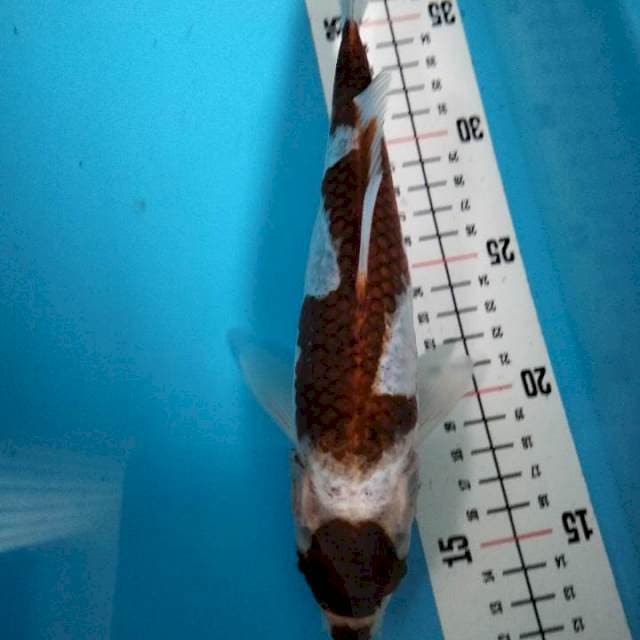 ANOA 2 ~ GOROMO KUCHIBENI 25cm™