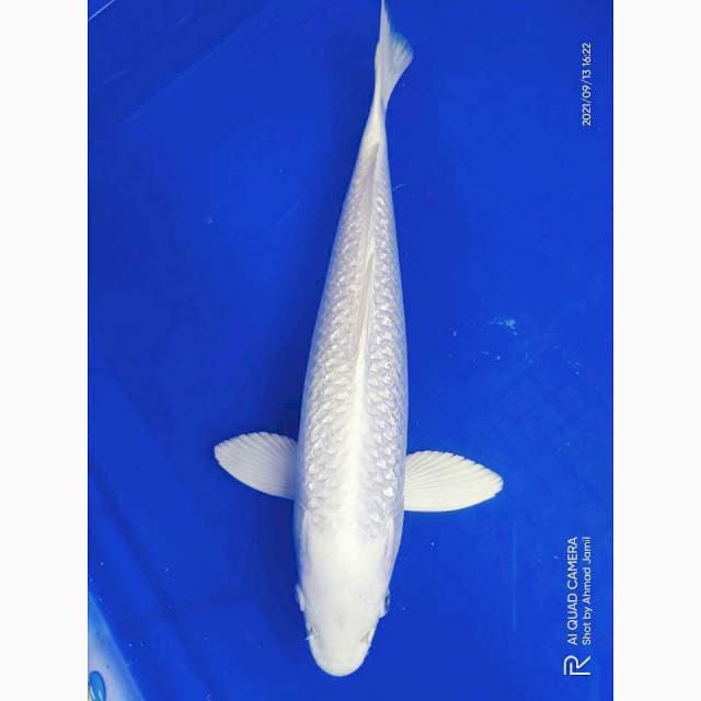 Platinum 35 cm