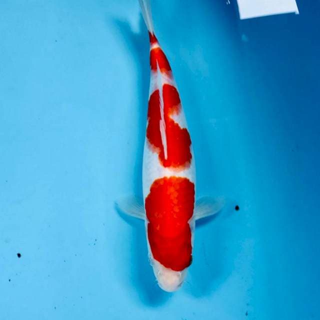 Kohaku, 28 cm