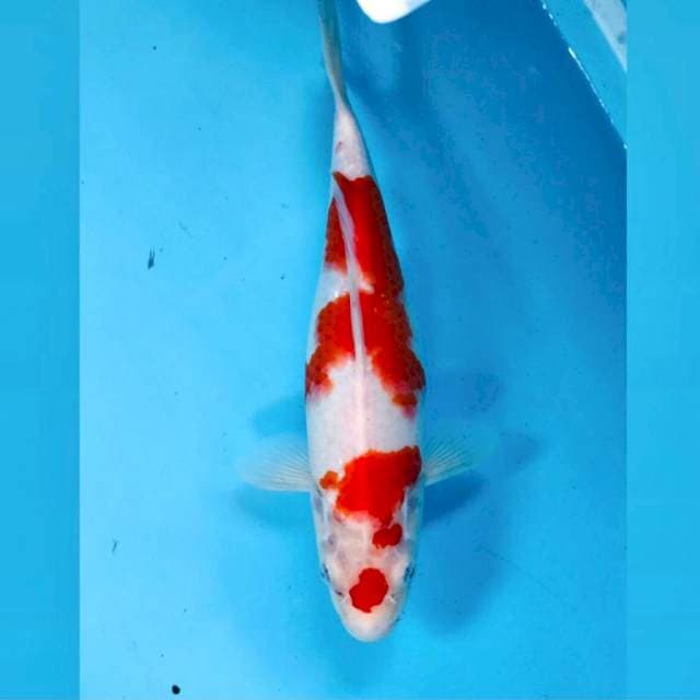 Kohaku, 30 cm