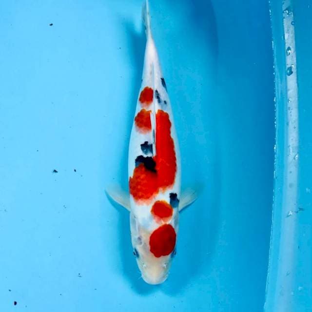 Sanke, 32 cm