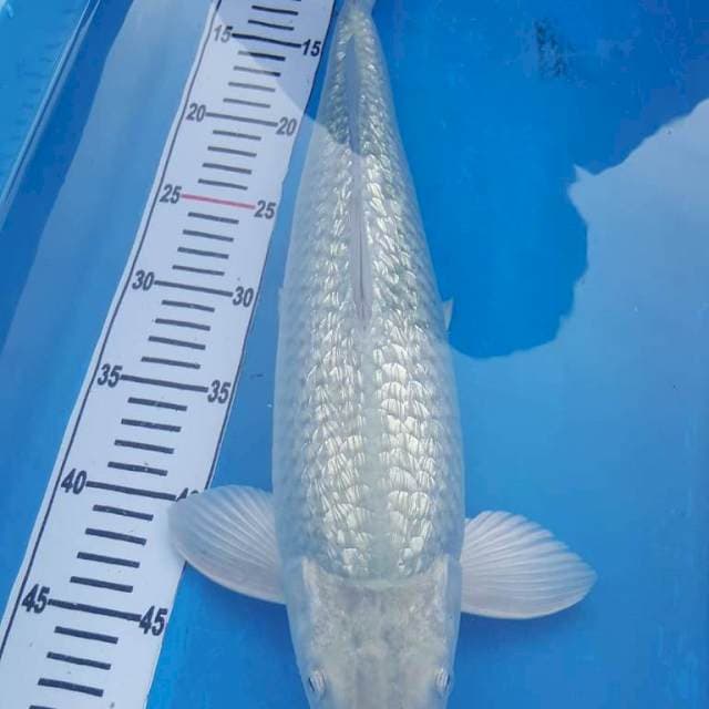 Soragoi Ginrin 50CM